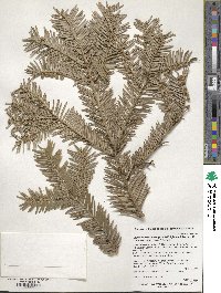 Cephalotaxus harringtonia image