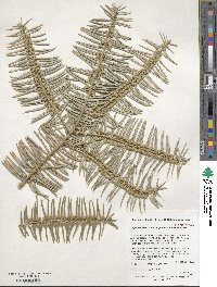 Cephalotaxus sinensis image