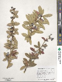 Berberis julianae image