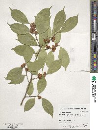 Ilex ficoidea image