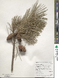 Pinus taiwanensis image