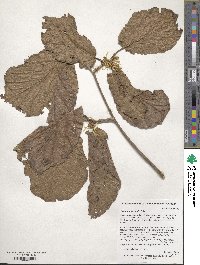 Hamamelis mollis image