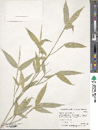 Phyllostachys nuda image