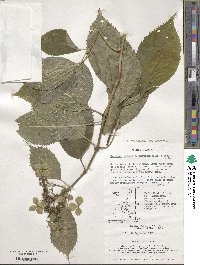 Hydrangea serrata image