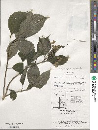 Hydrangea serrata image