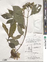 Hydrangea serrata image