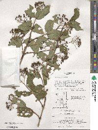 Deutzia glabrata image