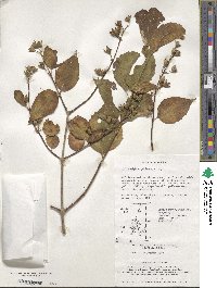 Philadelphus pekinensis image