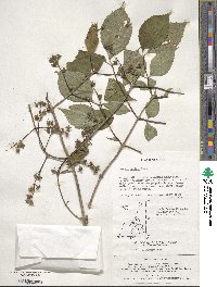 Deutzia scabra image