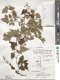 Neillia incisa image