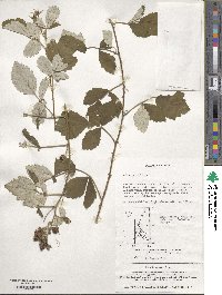 Rubus parvifolius image