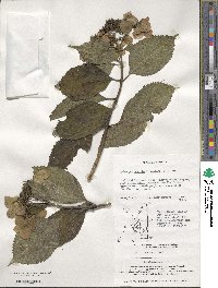 Hydrangea serrata image