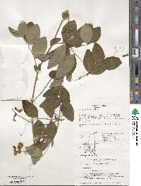 Lathyrus davidii image