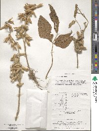 Glycine max subsp. max image