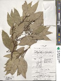 Cinnamomum chekiangense image