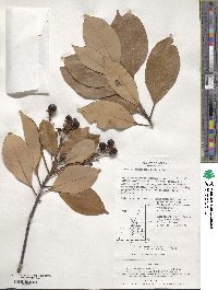 Machilus thunbergii image