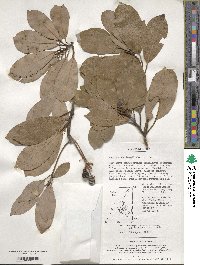 Machilus thunbergii image