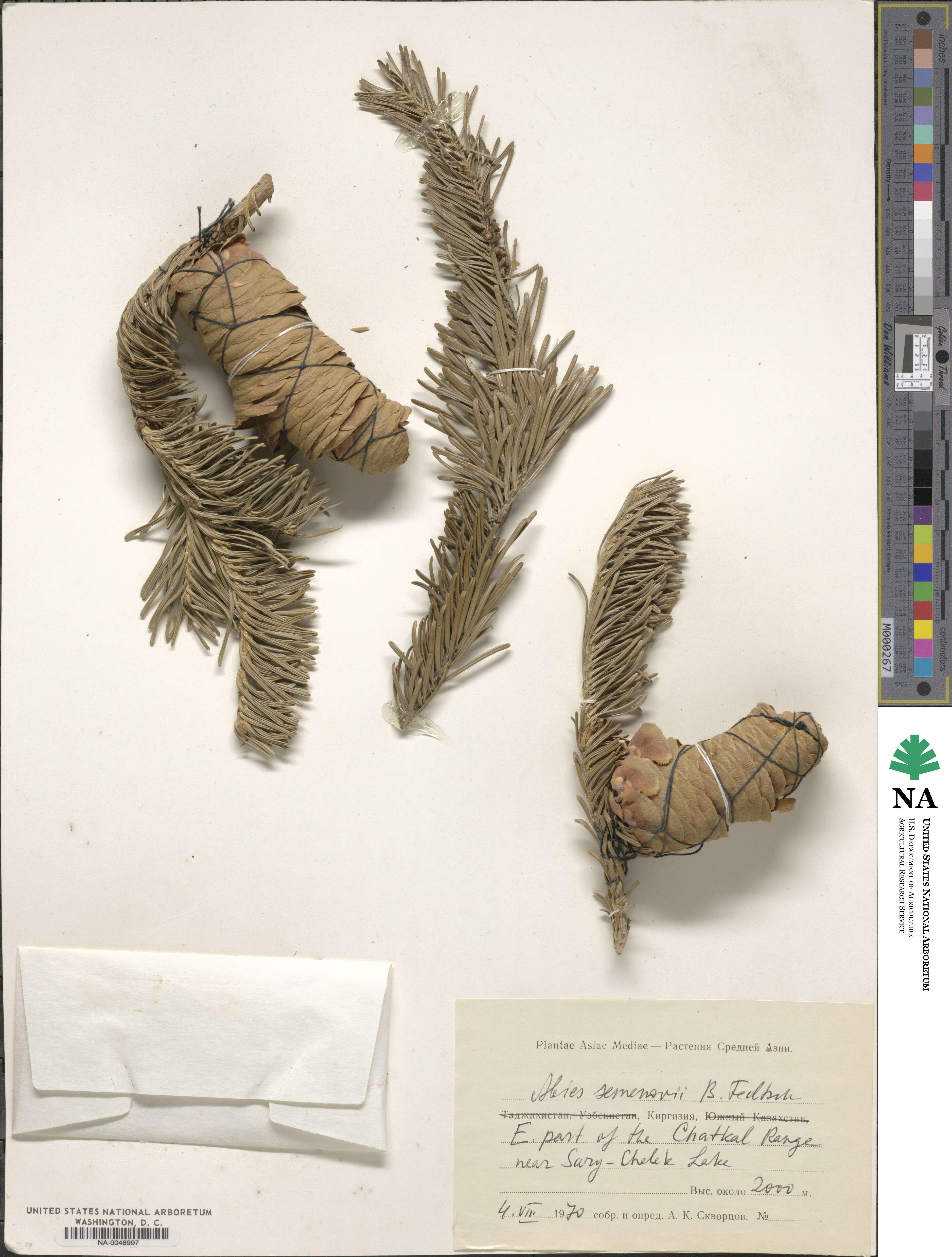 Abies sibirica subsp. semenovii image