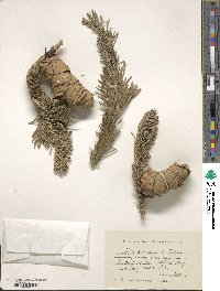 Abies sibirica subsp. semenovii image