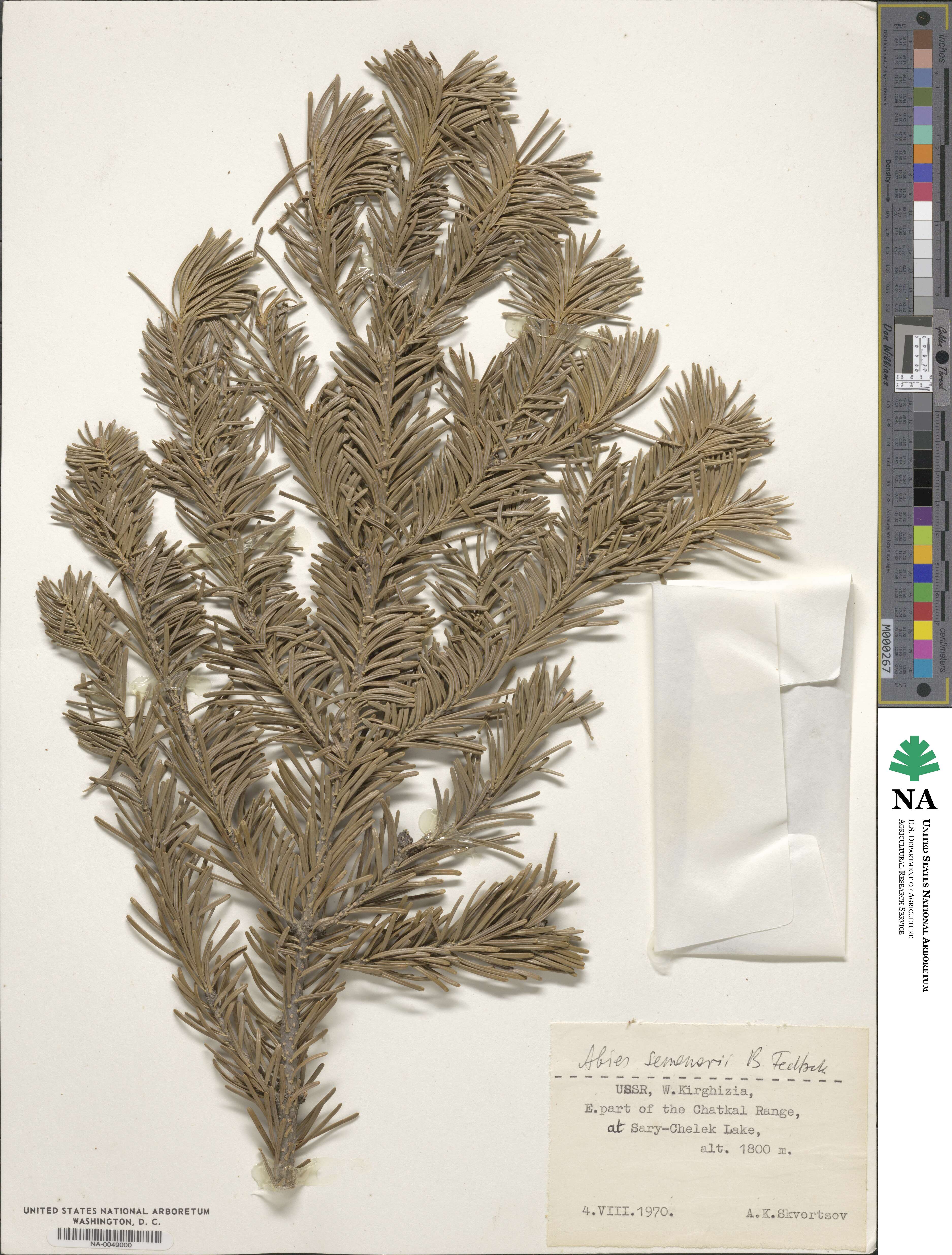 Abies sibirica subsp. semenovii image