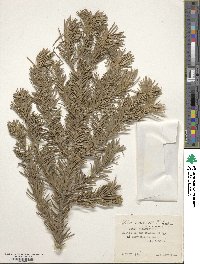 Abies sibirica subsp. semenovii image