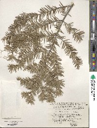 Abies nephrolepis image