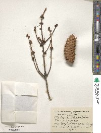 Picea abies image