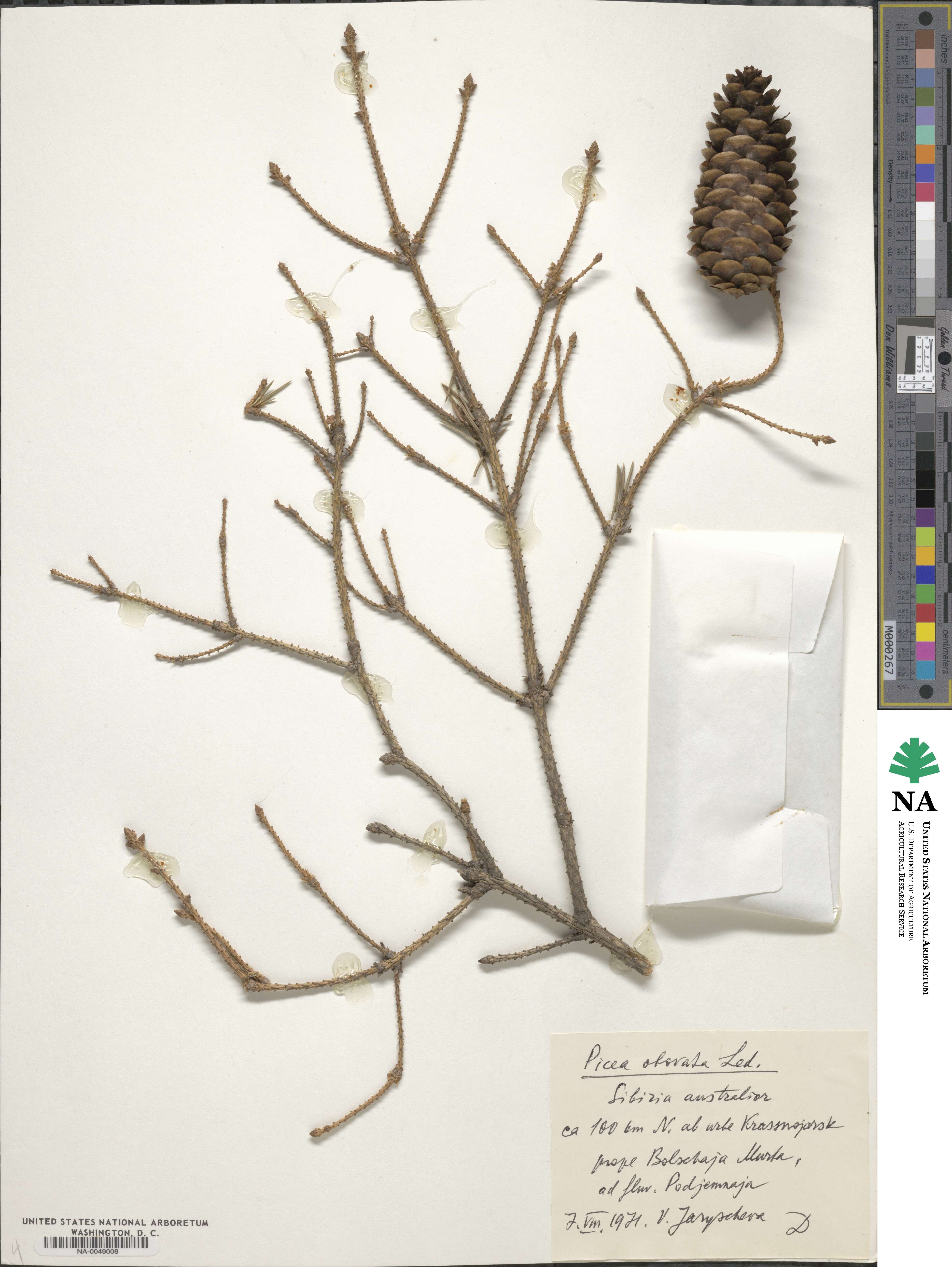 Picea obovata image