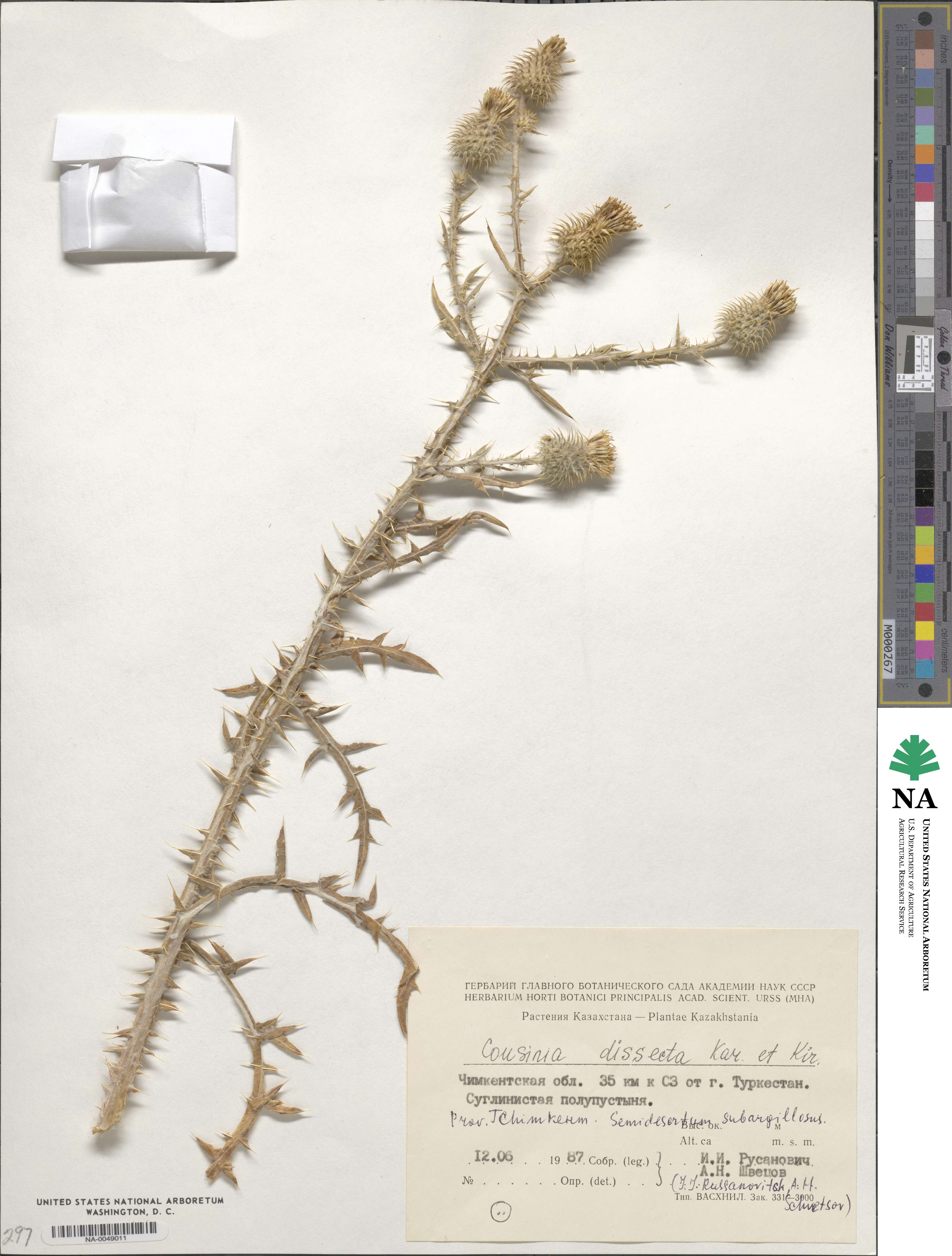 Cousinia dissecta image