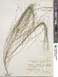 Image of Eremosparton aphyllum