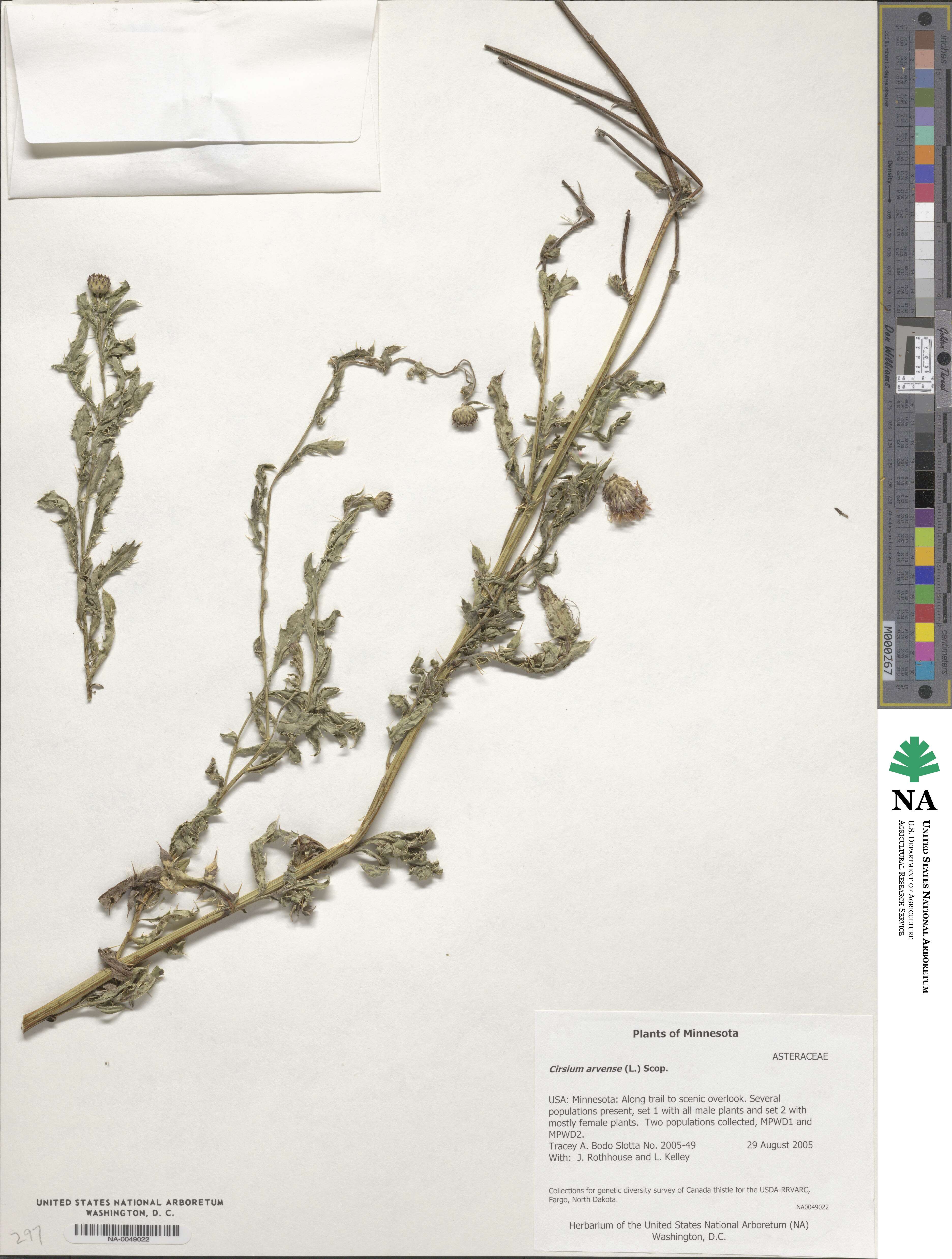 Cirsium image