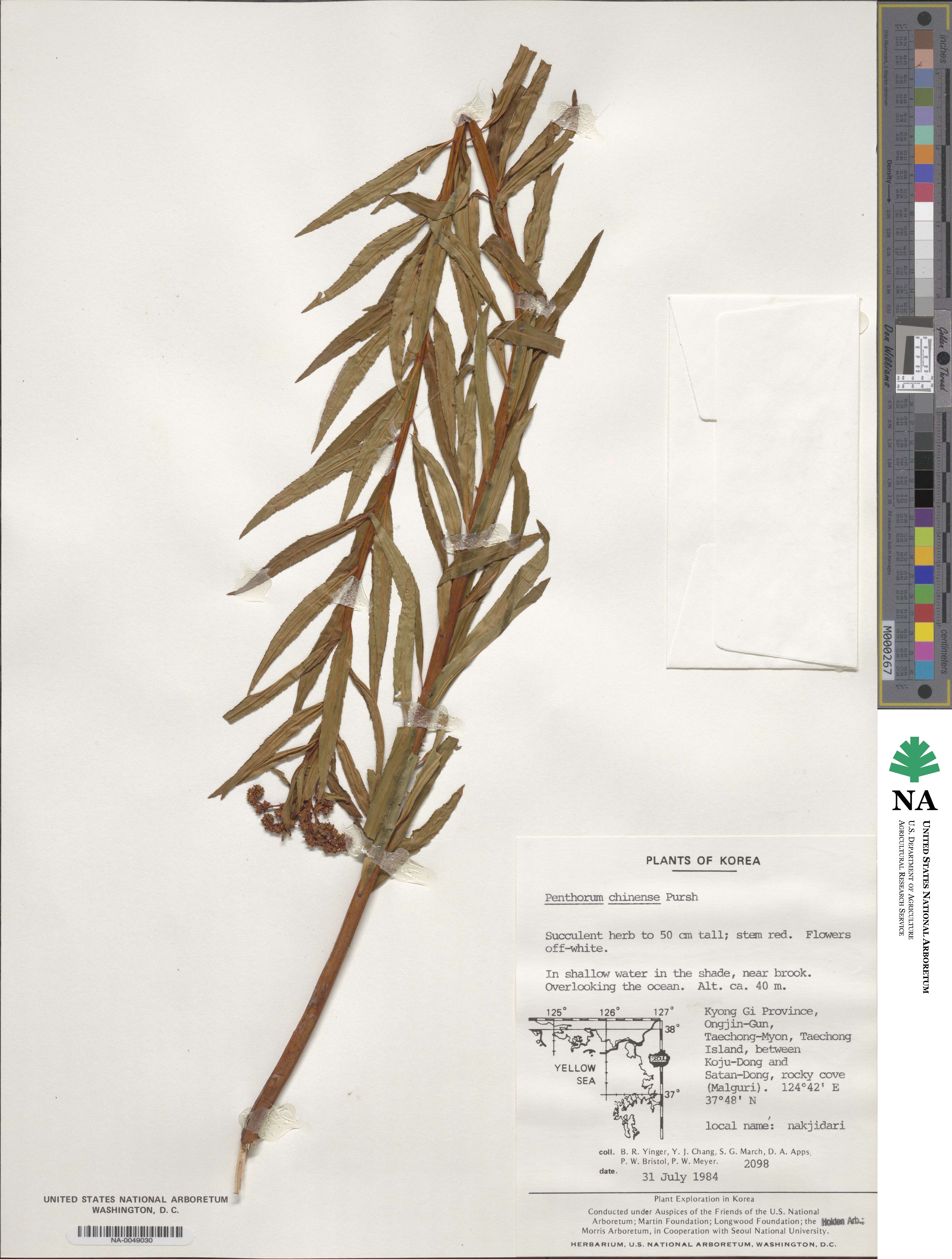 Penthorum chinense image