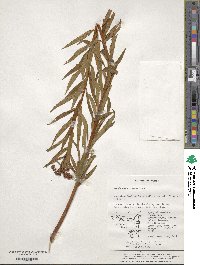 Penthorum chinense image