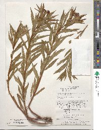 Penthorum chinense image