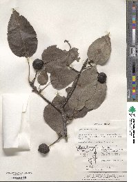 Pyrus ussuriensis image