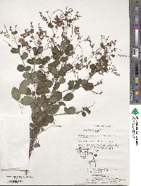 Lespedeza bicolor image