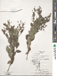 Lespedeza bicolor image