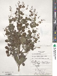 Lespedeza bicolor image