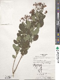 Lespedeza bicolor image