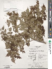 Neillia incisa image