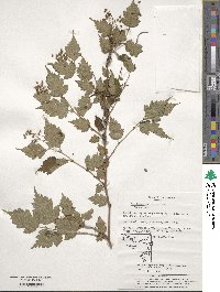 Neillia incisa image