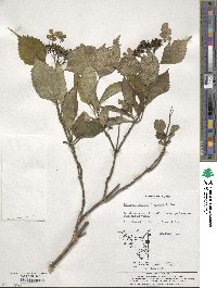 Hydrangea serrata image