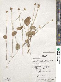 Parnassia palustris image