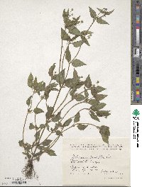 Galinsoga parviflora image