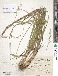 Festuca altissima image