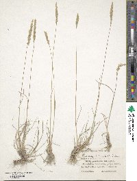 Koeleria macrantha image