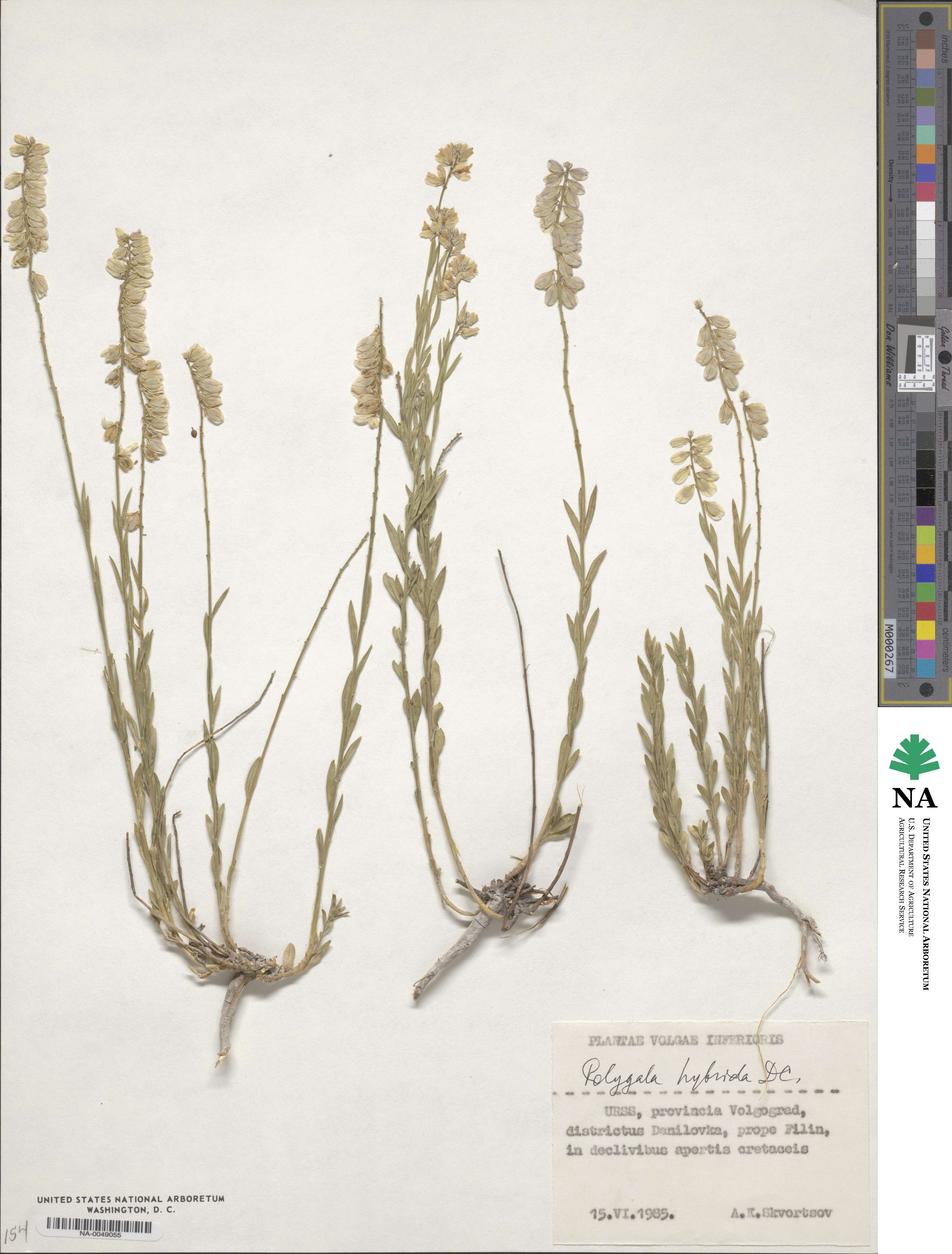 Polygala comosa subsp. comosa image