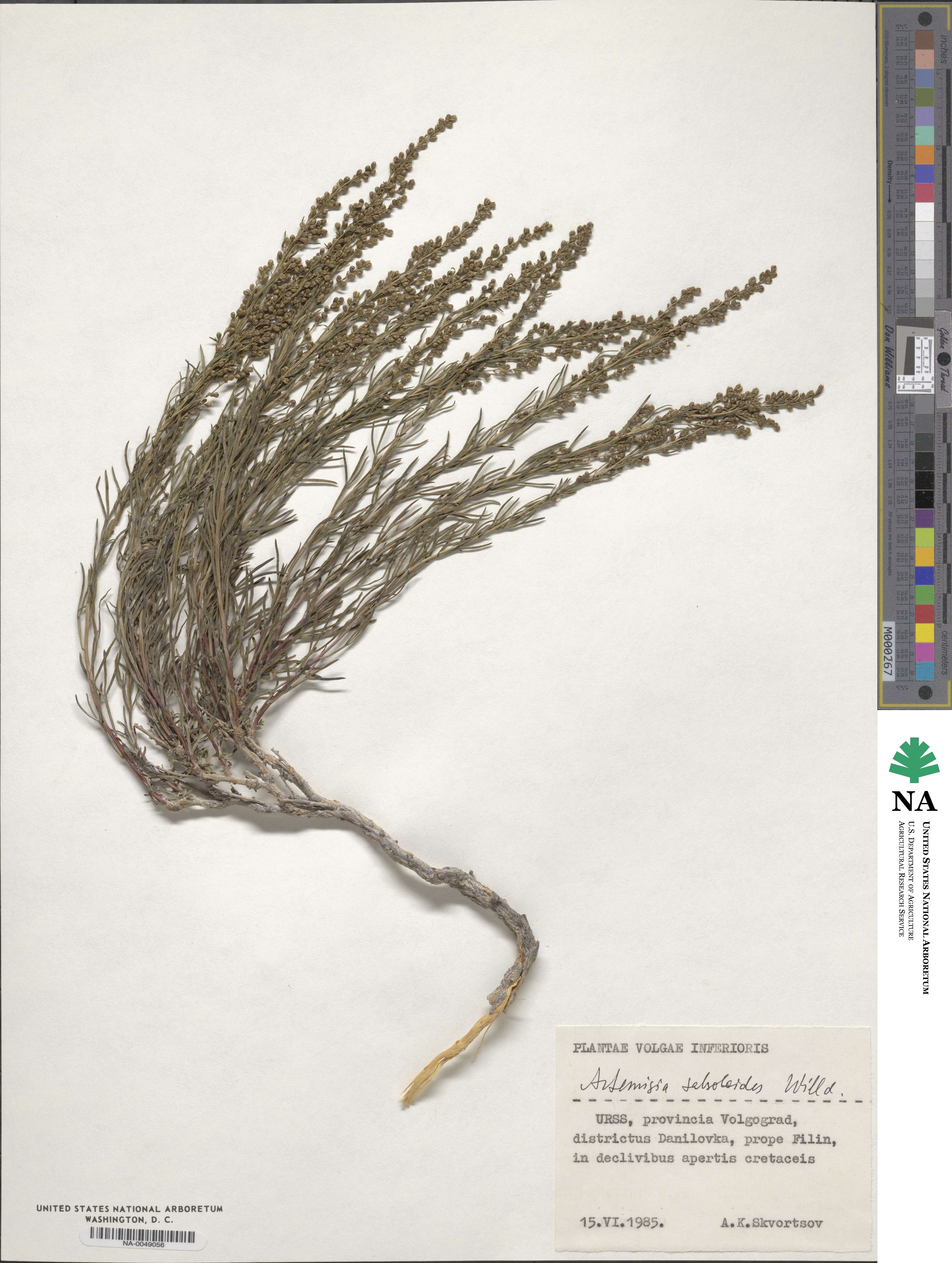 Artemisia salsoloides image