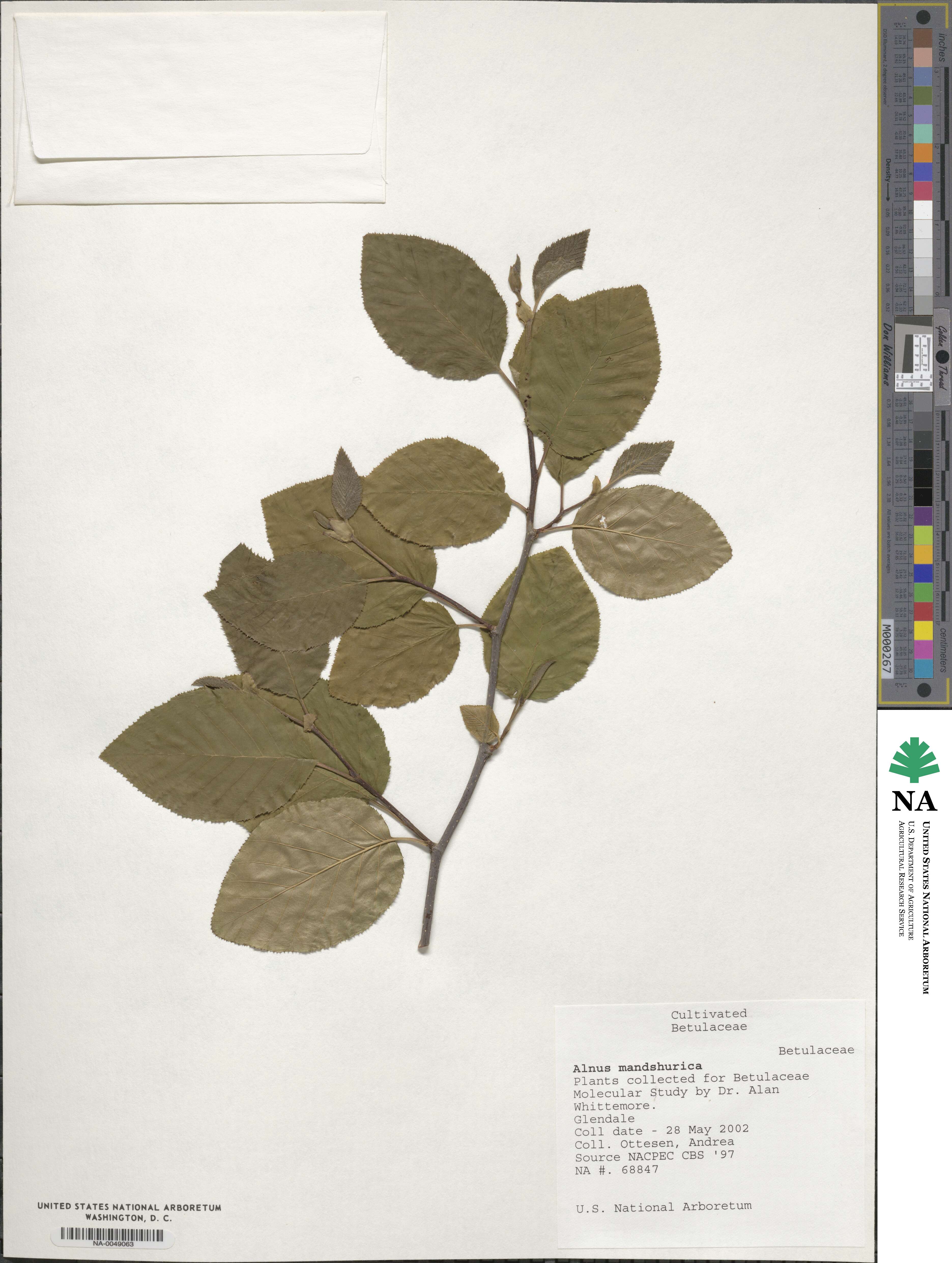 Alnus mandshurica image