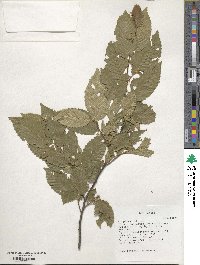 Carpinus betulus image